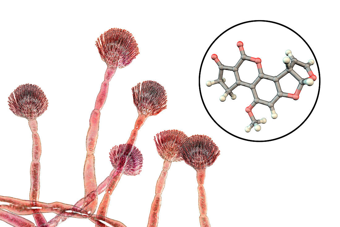 Aspergillus fungus and aflatoxin B1 molecule, illustration