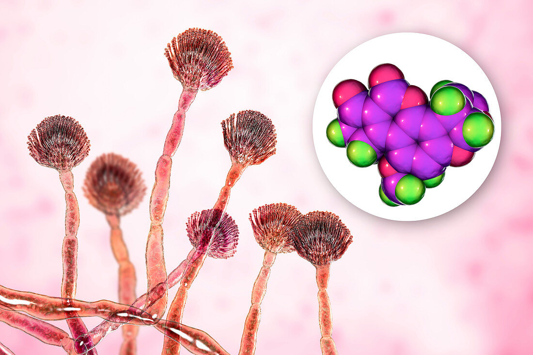 Aspergillus fungus and aflatoxin B1 molecule, illustration