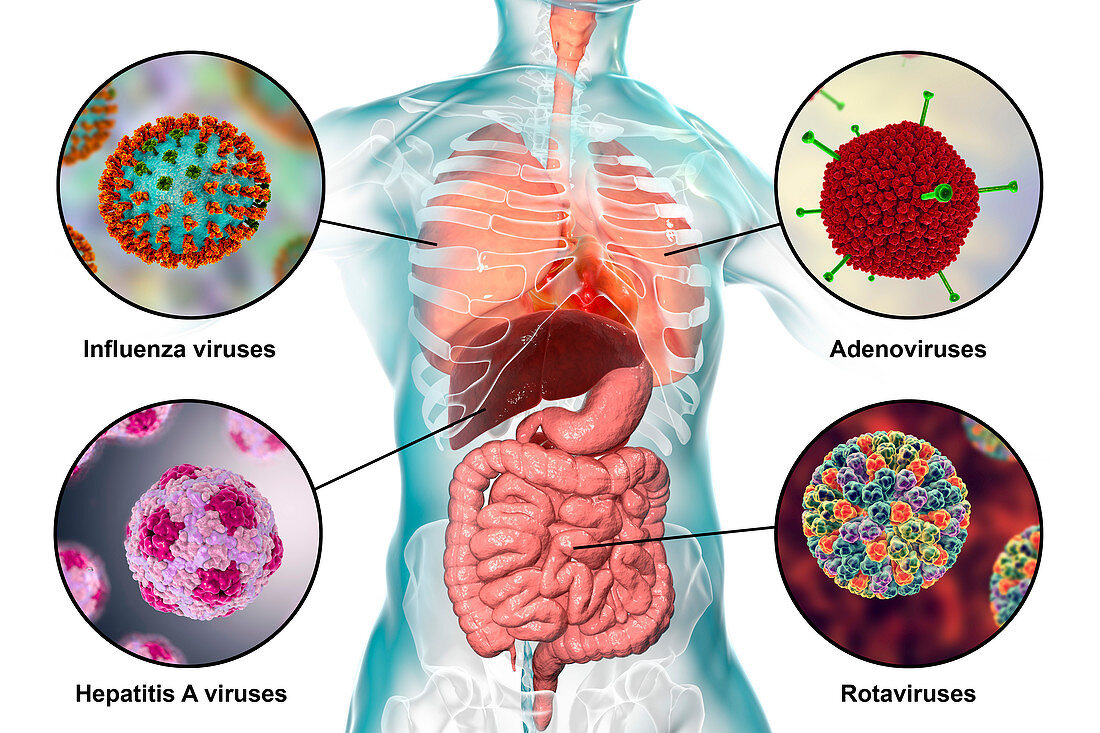 Viral respiratory and enteric infections, illustration