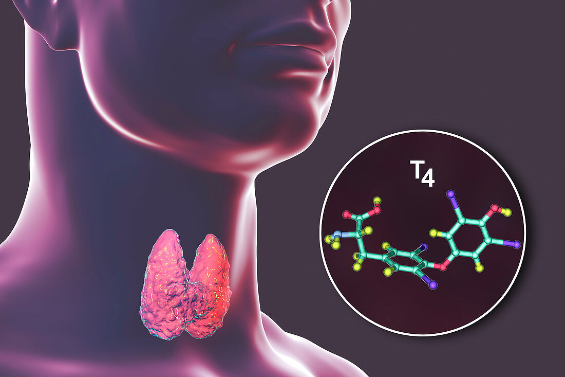 Thyroid gland and thyroid hormone T4 molecule, illustration