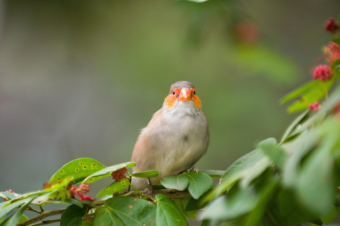 Finch in a tree