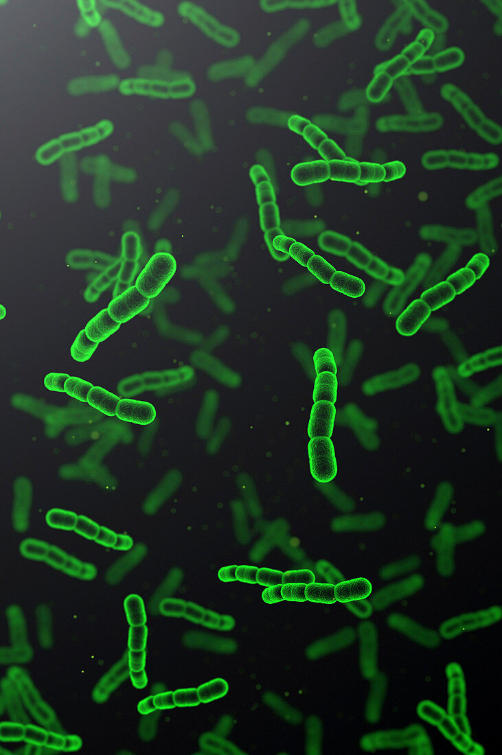 Streptococcus pneumoniae bacteria, illustration