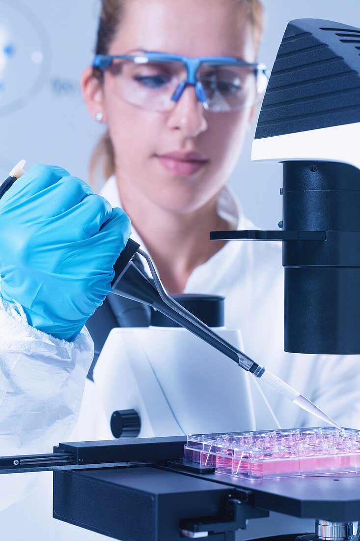 Scientist working with cell culture