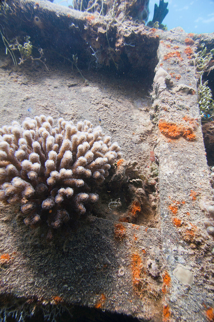 Coral growth on a sunken ship