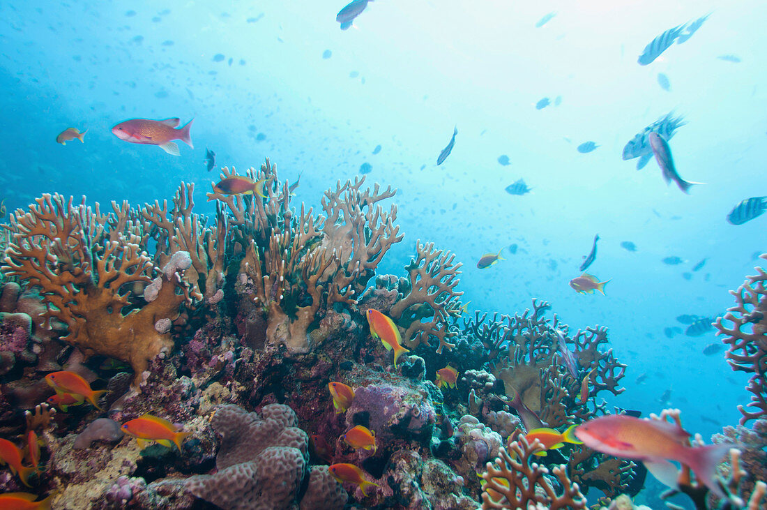 Fish swimming over corals