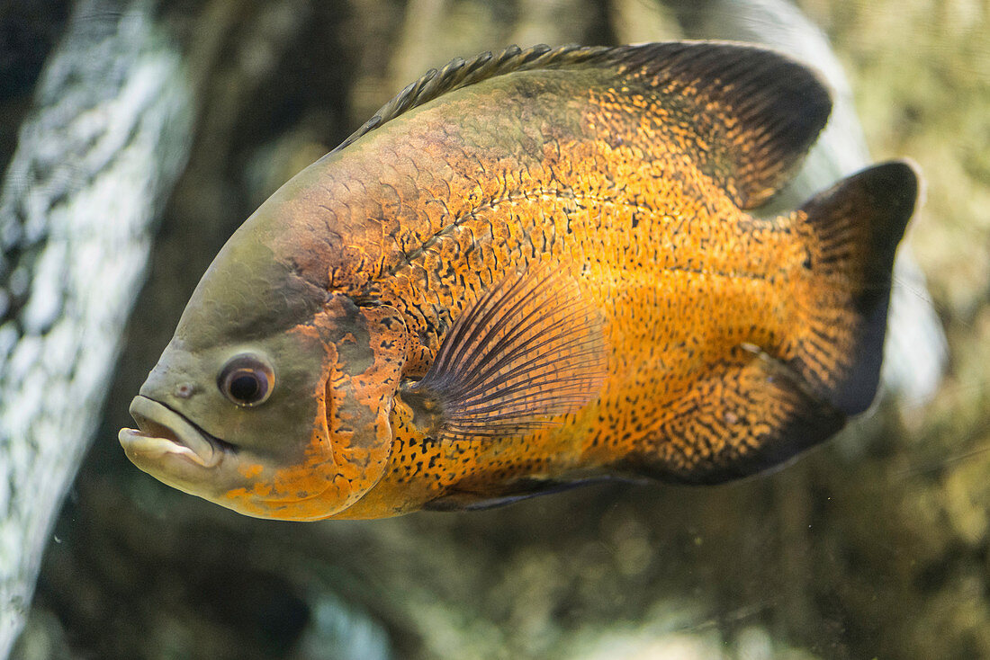 Piraya Piranha