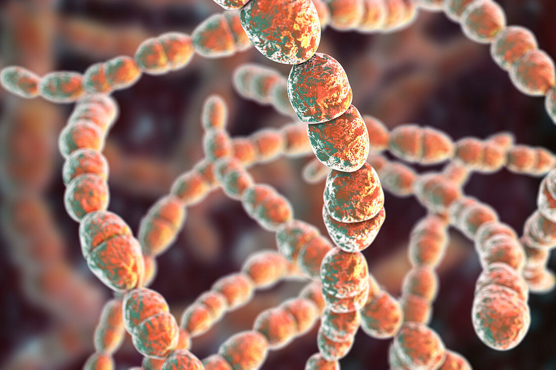 Streptococcus thermophilus bacteria, illustration