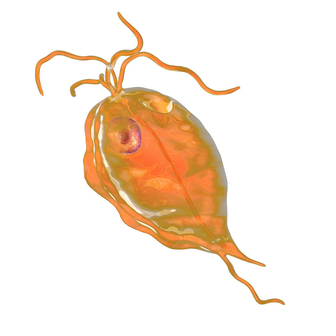 Pentatrichomonas intestinal parasite, illustration