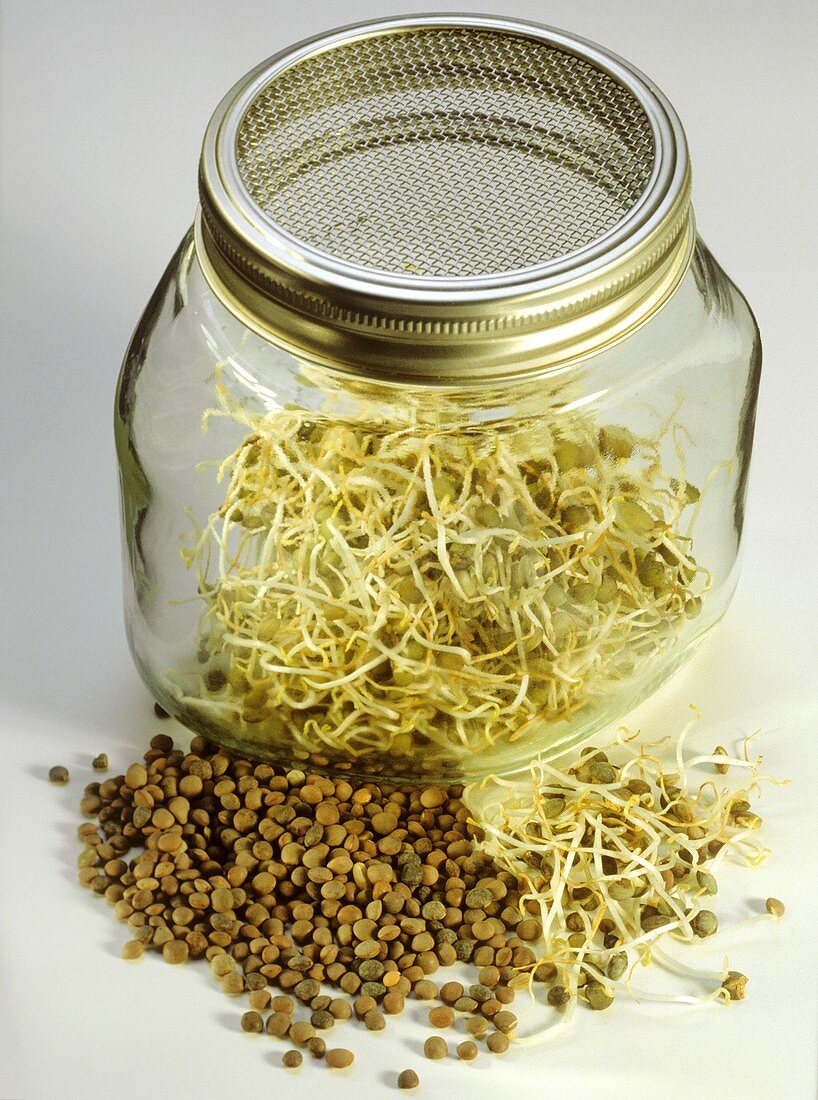 Lentils with Lentil Sprouts