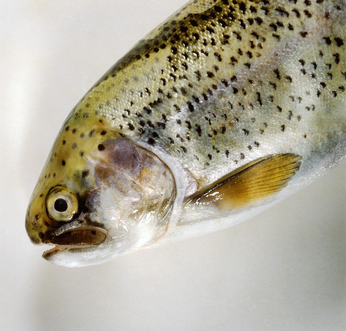 Fresh Sea Trout