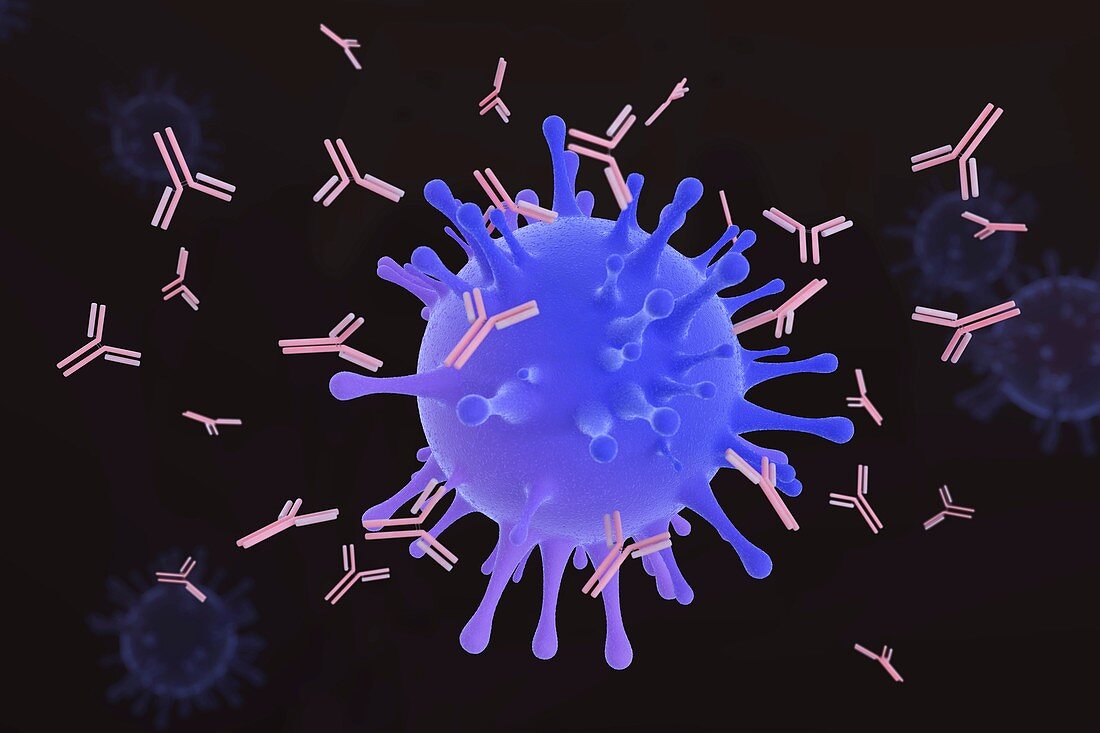 Antibodies attacking virus, illustration