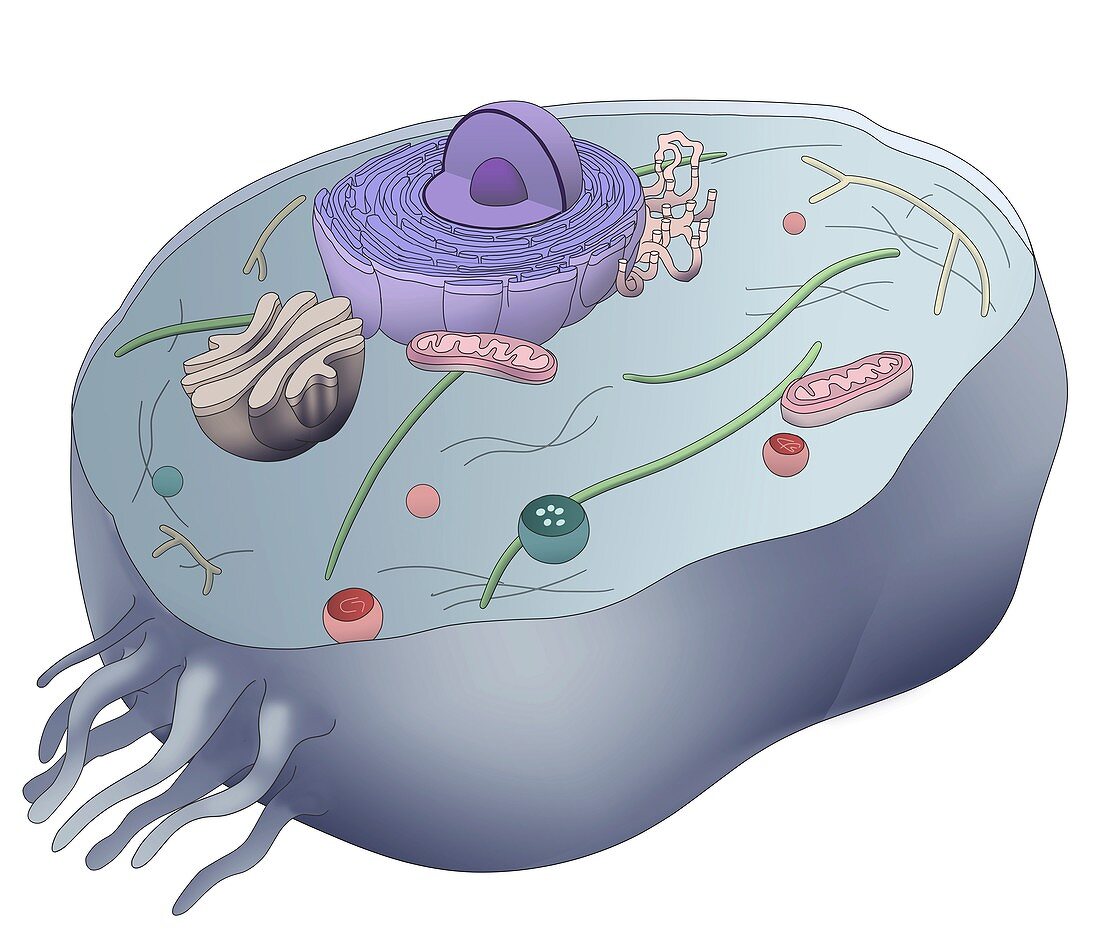 Cell structure, illustration