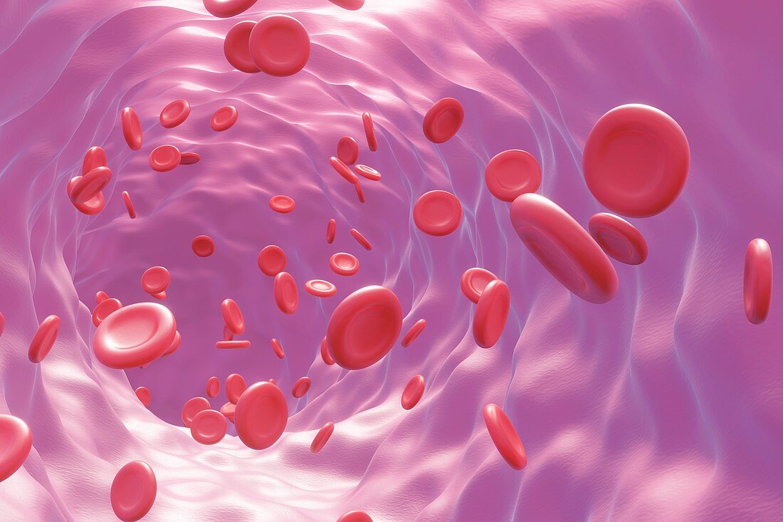 Red blood cells flowing through a blood vessel, artwork