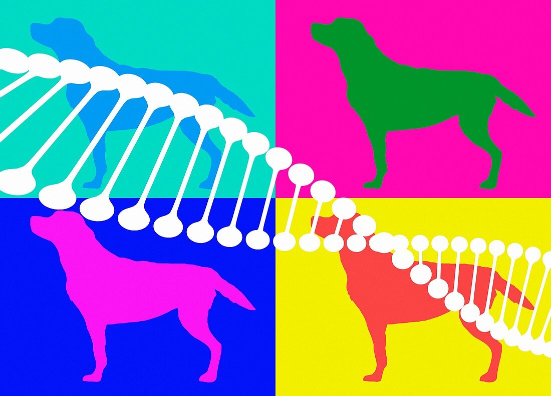 DNA and dogs, illustration