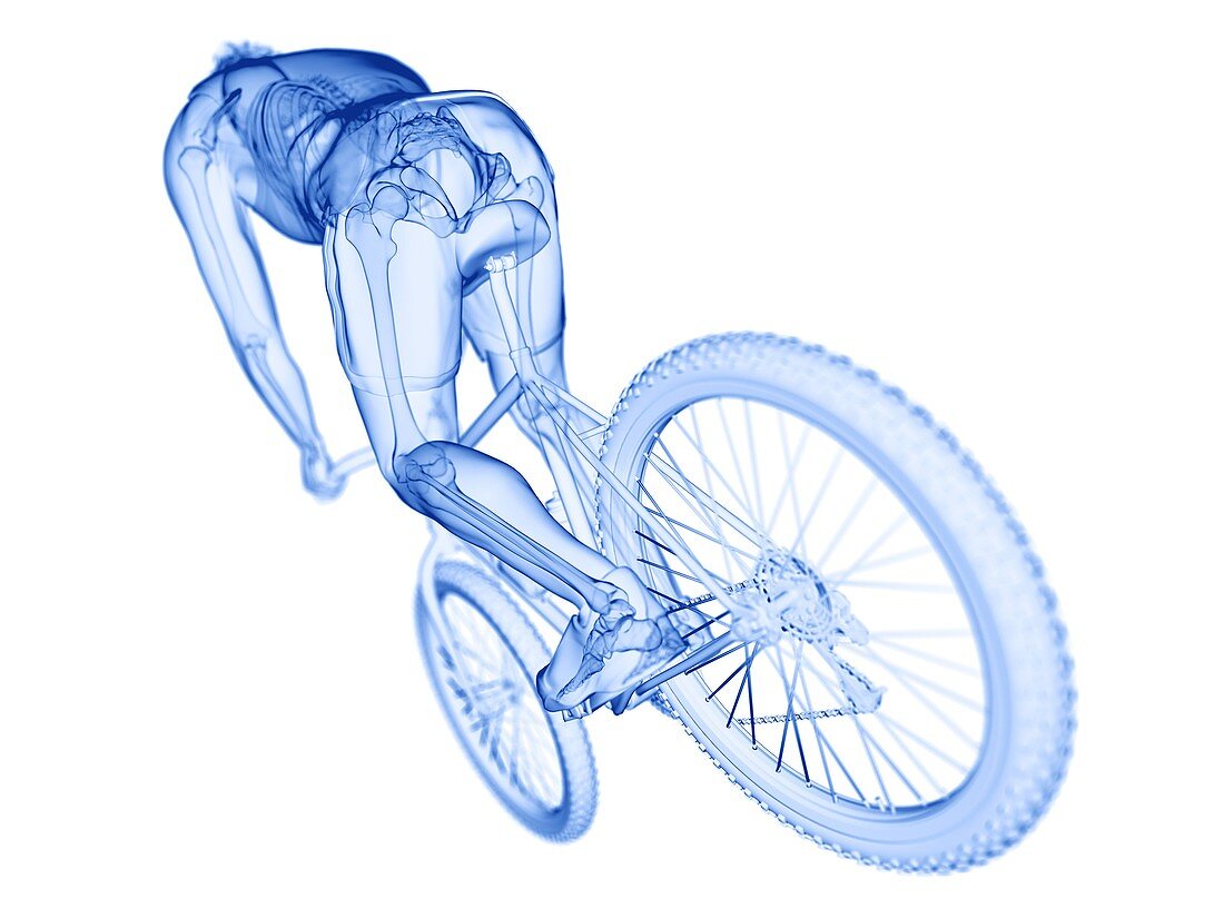 Cyclist, illustration