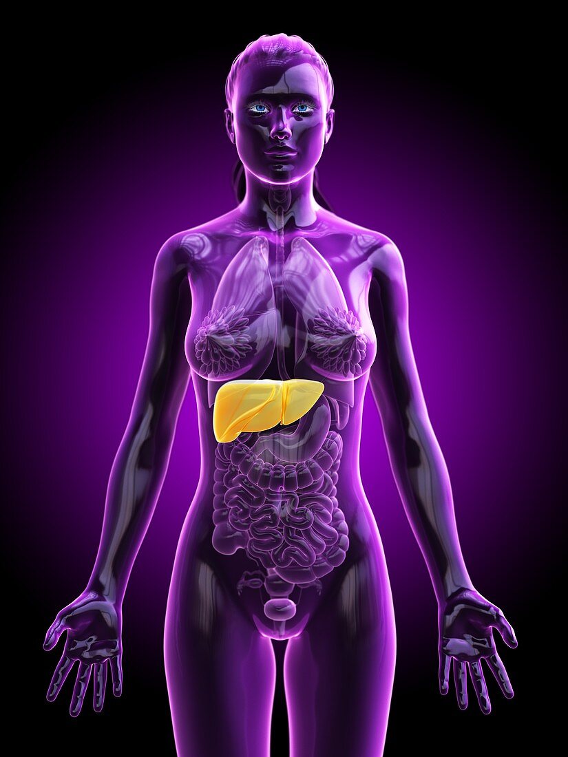 Liver cancer, conceptual illustration