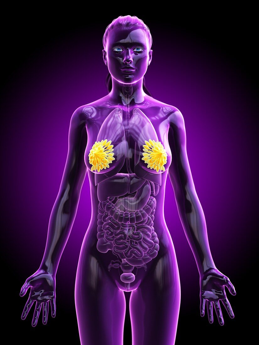 Breast anatomy, illustration