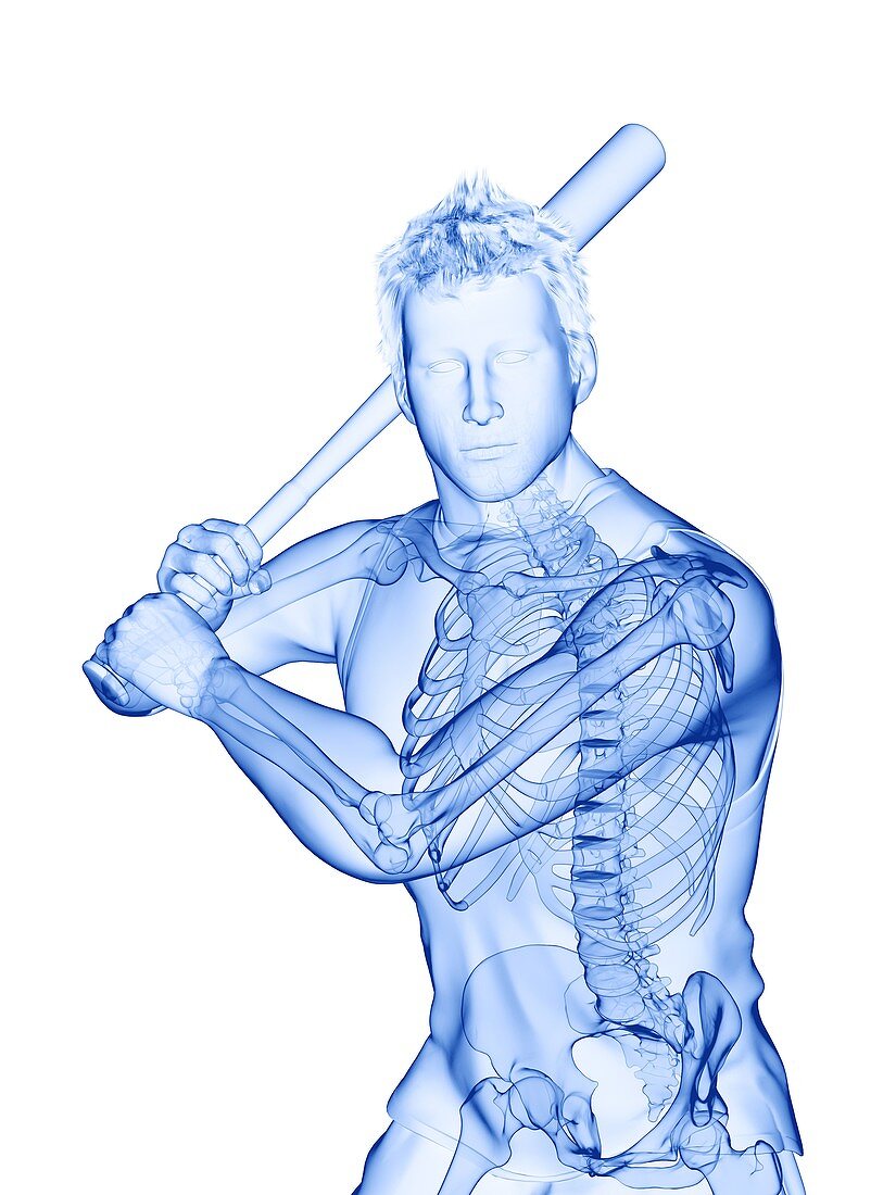 Baseball player's skeleton, illustration