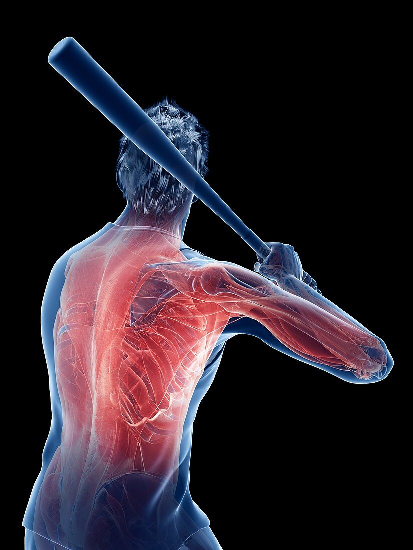 Baseball player's muscles, illustration