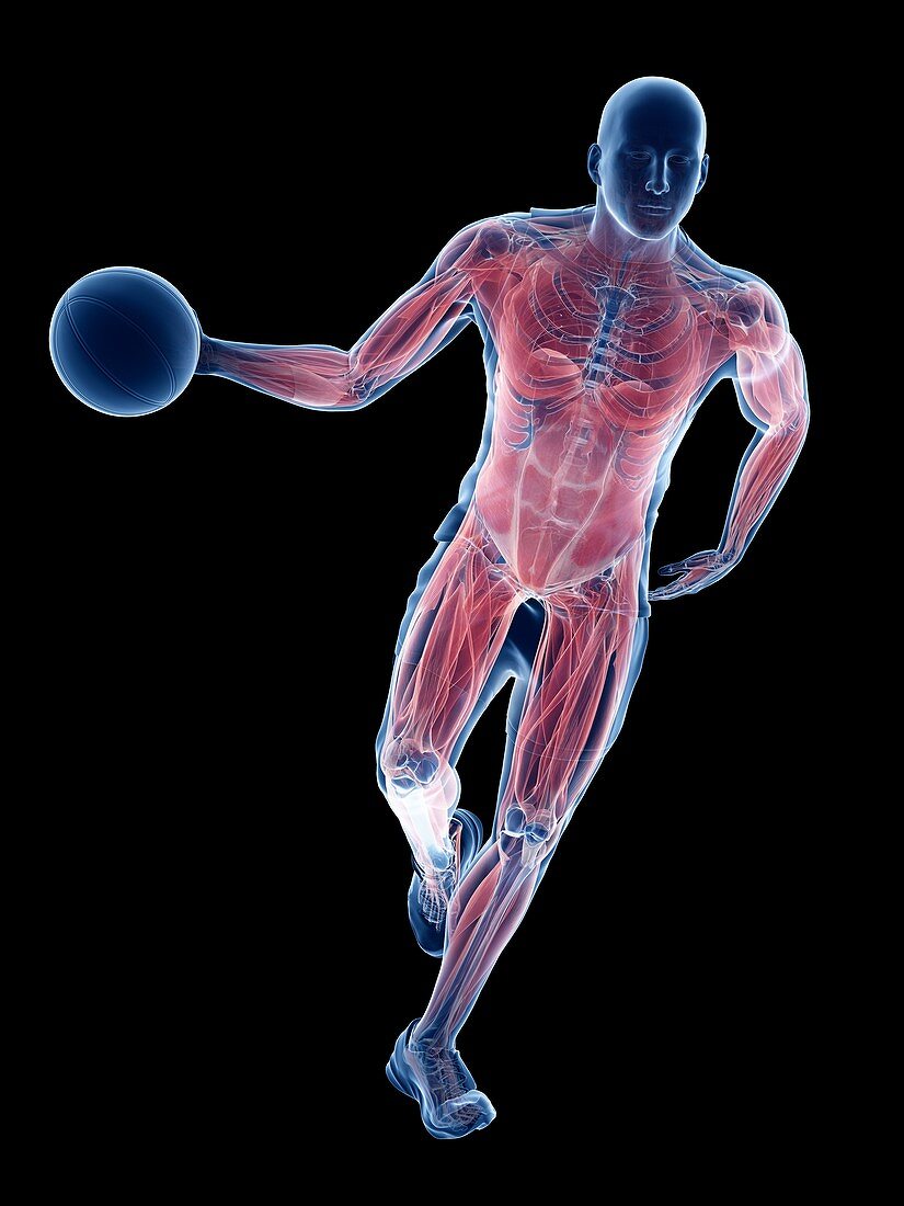 Basketball player's muscles, illustrations