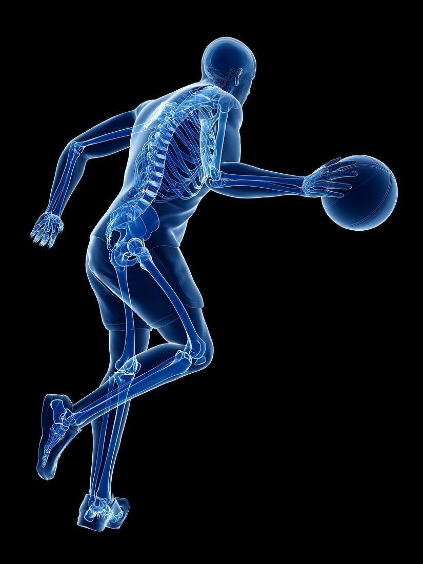 Basketball player's skeleton, illustrations