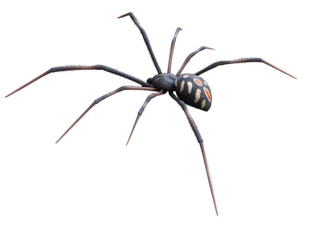 Male black widow spider, illustration