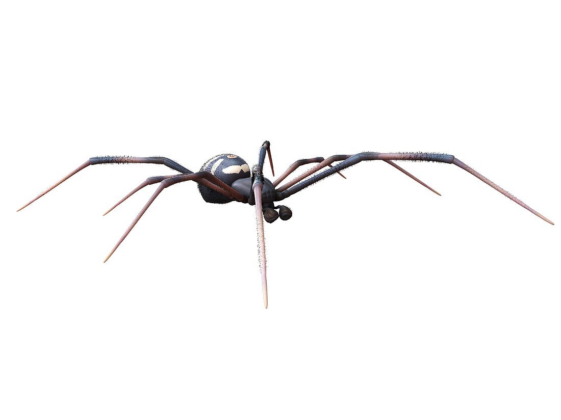 Male black widow spider, illustration