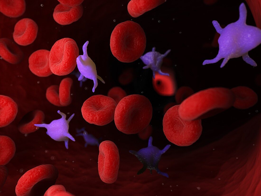 Platelets, illustration