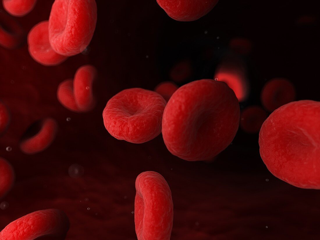 Blood cells, illustration