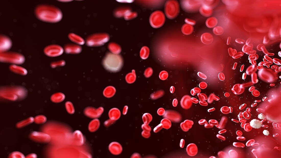 Blood cells, illustration