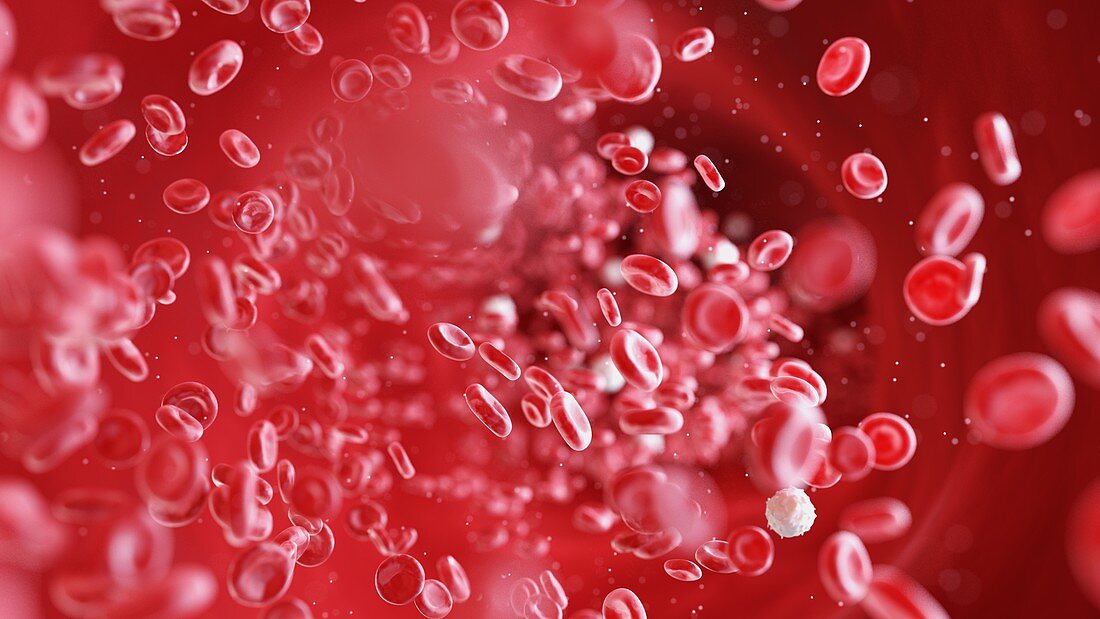 Blood cells, illustration