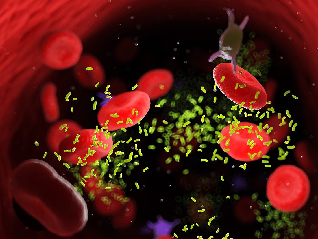 Bacteria in a blood vessel, illustration