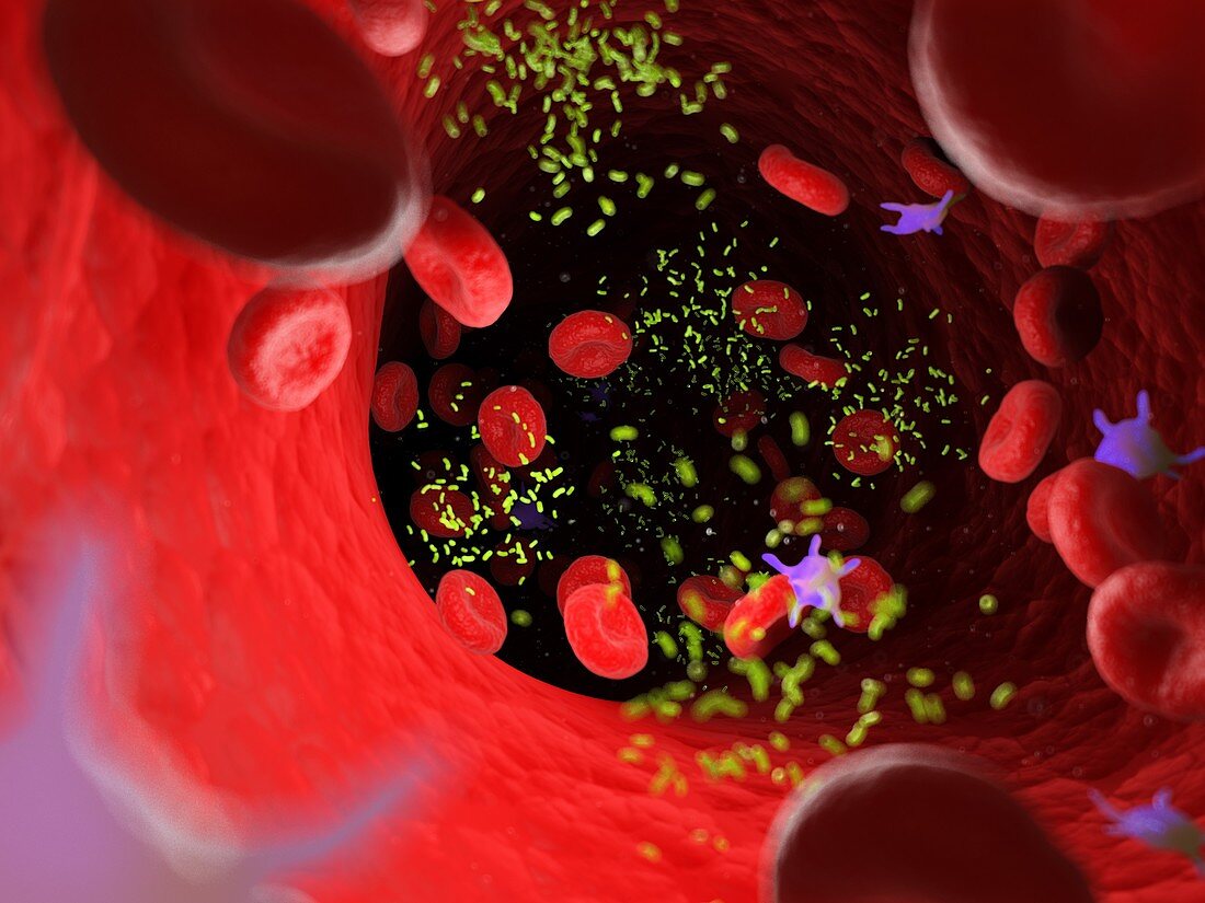 Bacteria in a blood vessel, illustration