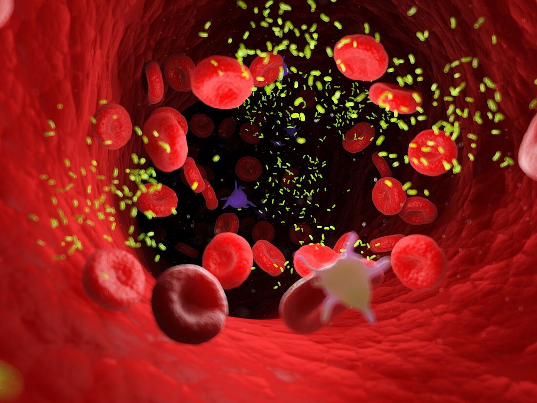 Bacteria in a blood vessel, illustration