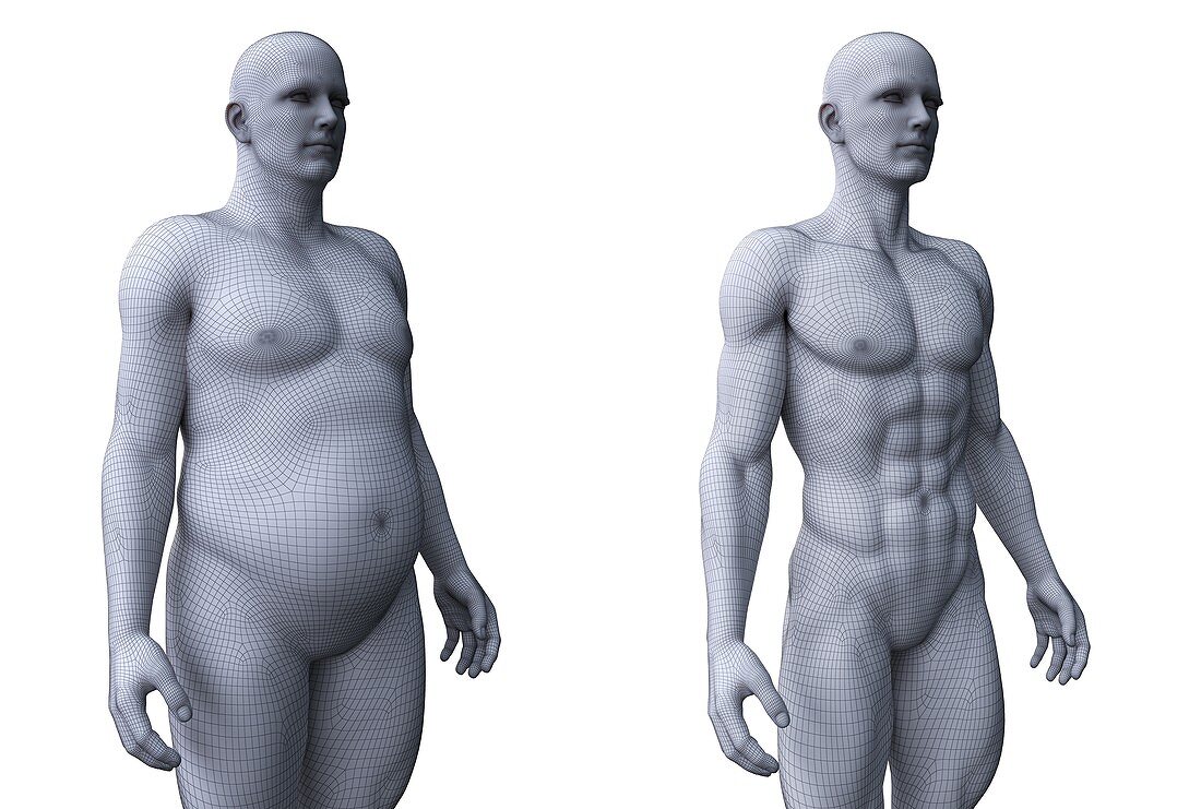 Comparison of a fit and obese male, illustration