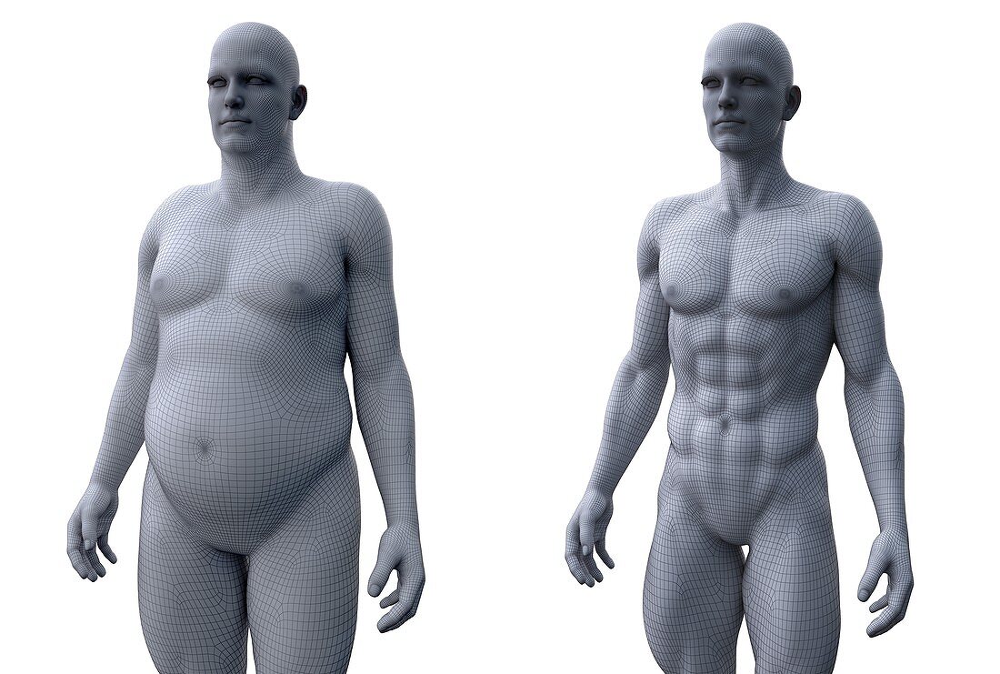 Comparison of a fit and obese male, illustration