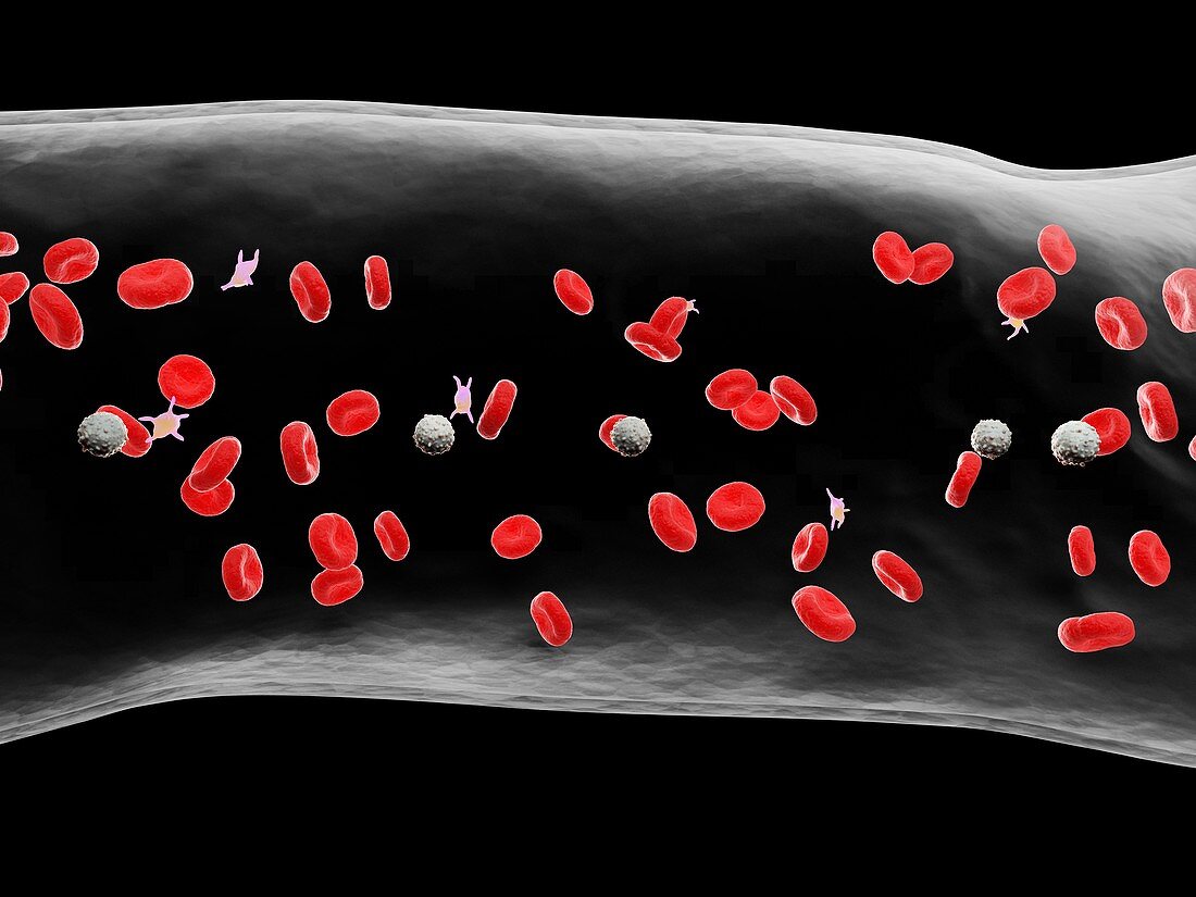 Blood vessel, illustration