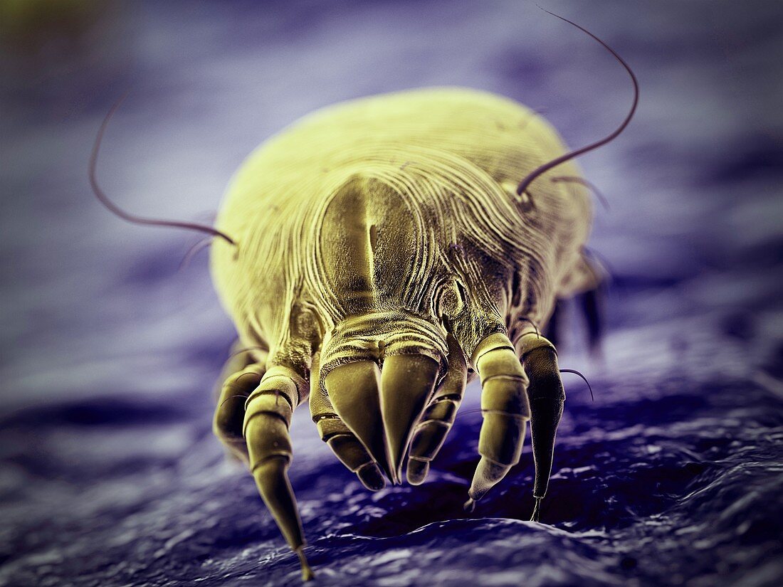 Dust mite, illustration