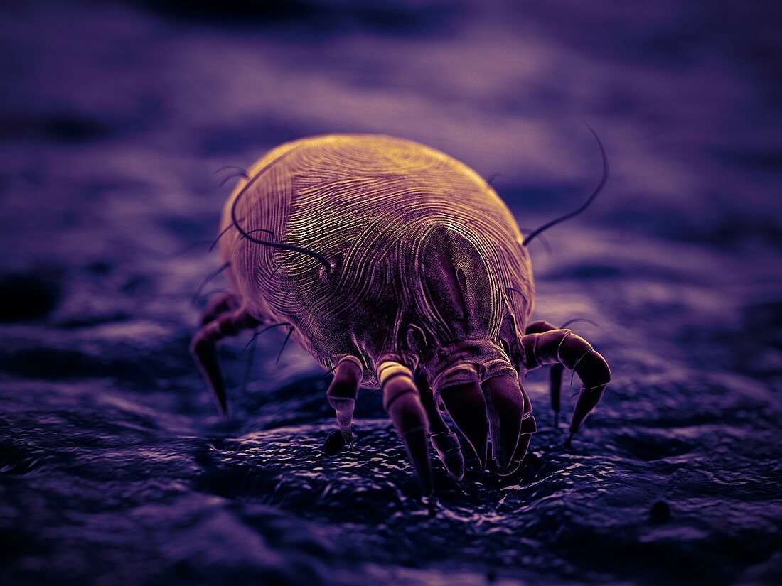 Dust mite, illustration