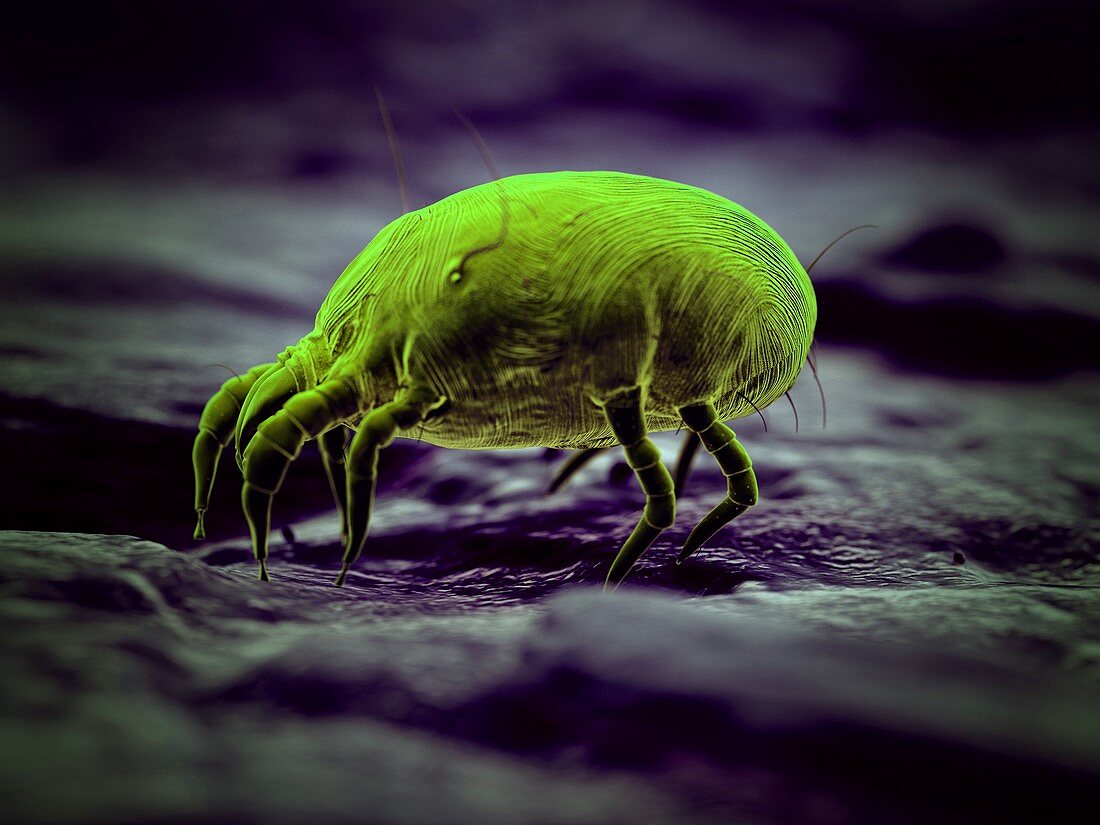 Dust mite, illustration