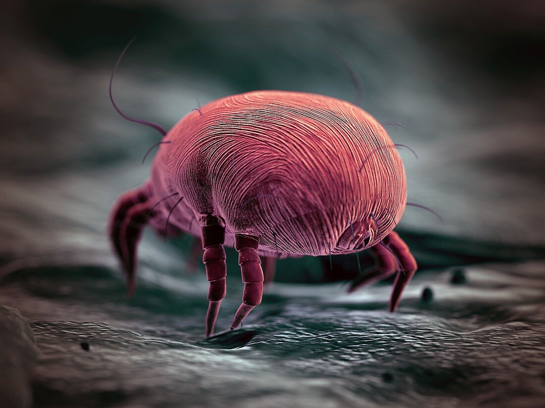 Dust mite, illustration