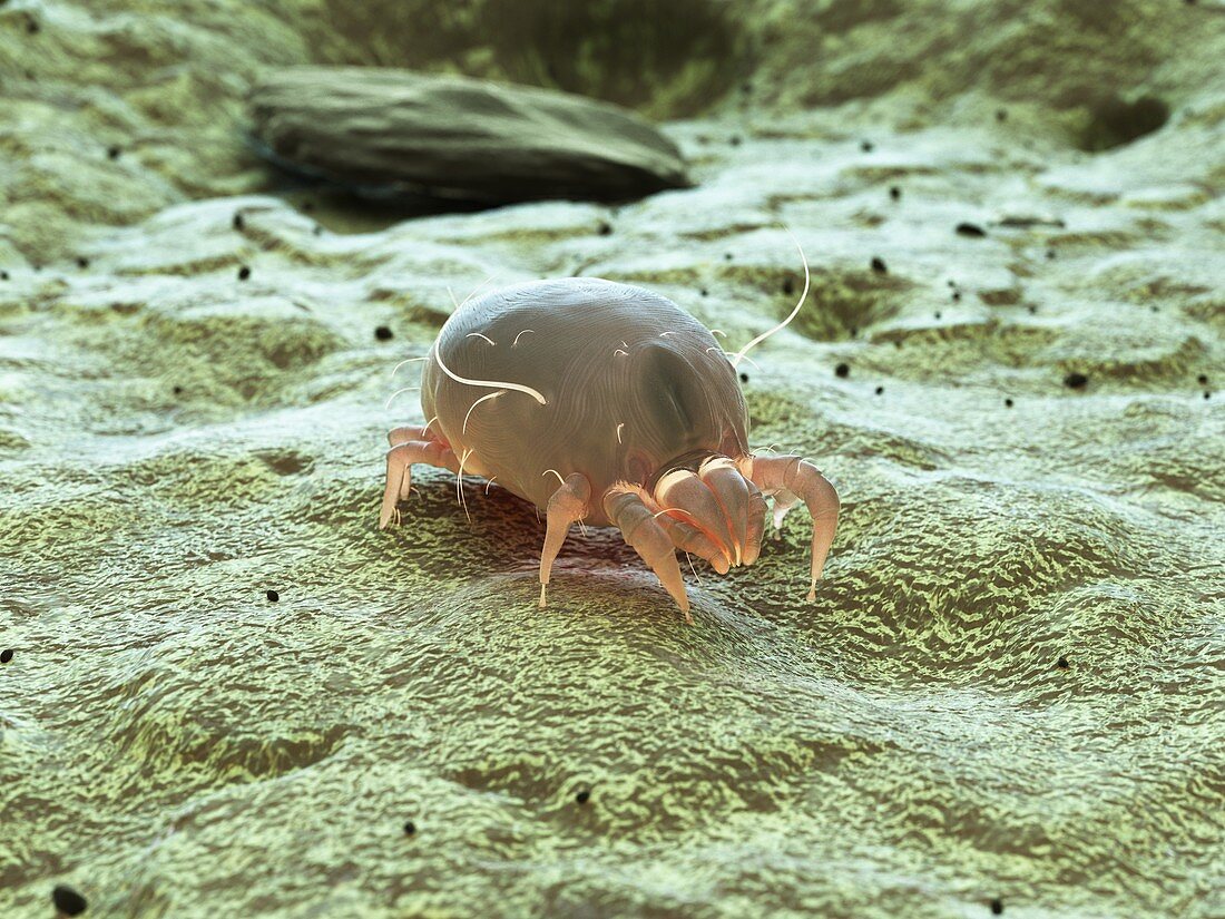 Dust mite, illustration