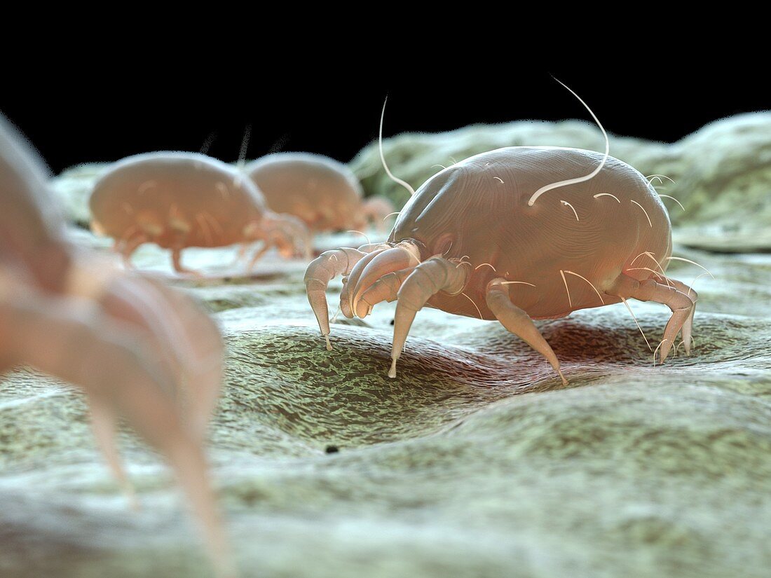 Dust mite, illustration