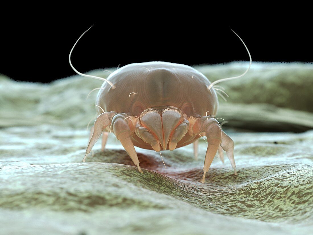 Dust mite, illustration