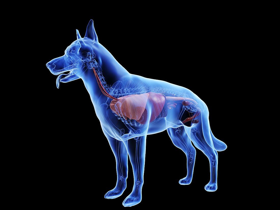 Dog anatomy, illustration