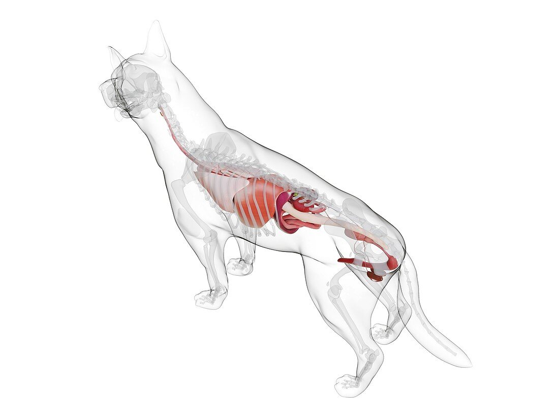 Dog anatomy, illustration