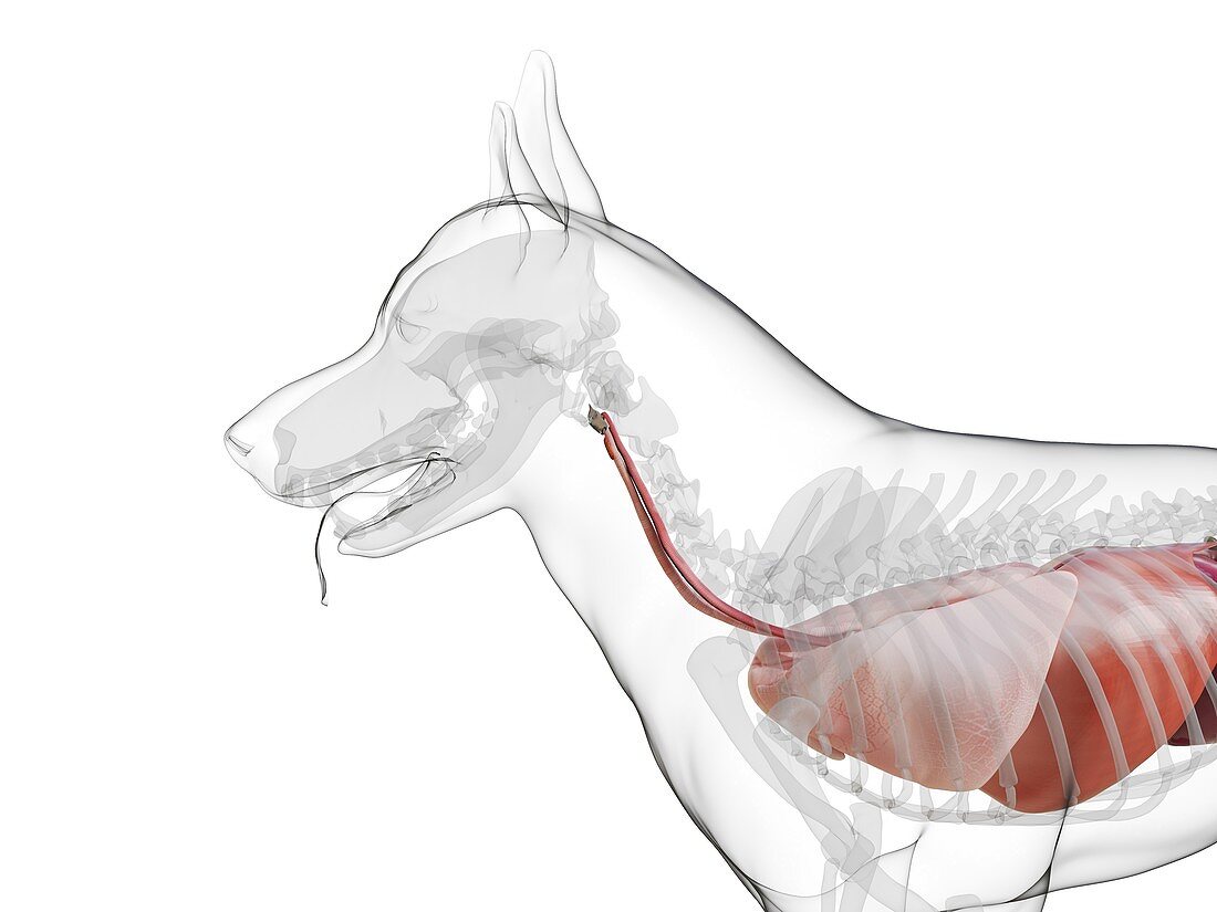 Dog anatomy, illustration