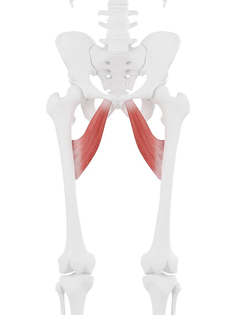 Adductor brevis muscle, illustration