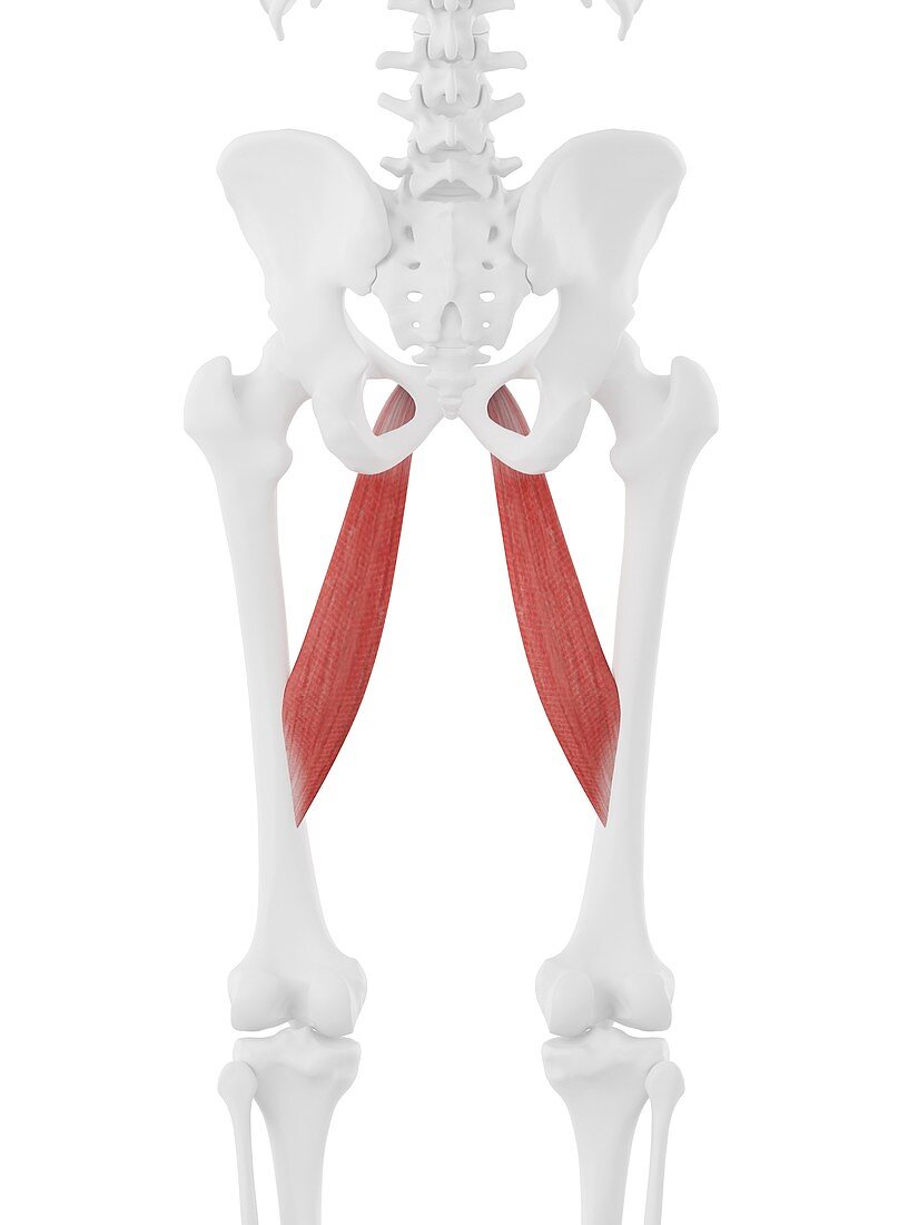 Adductor longus muscle, illustration