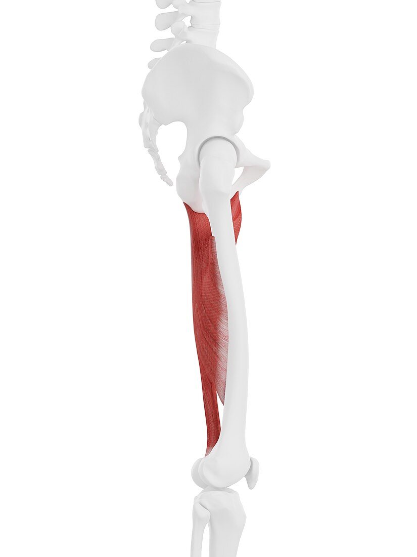 Adductor magnus muscle, illustration